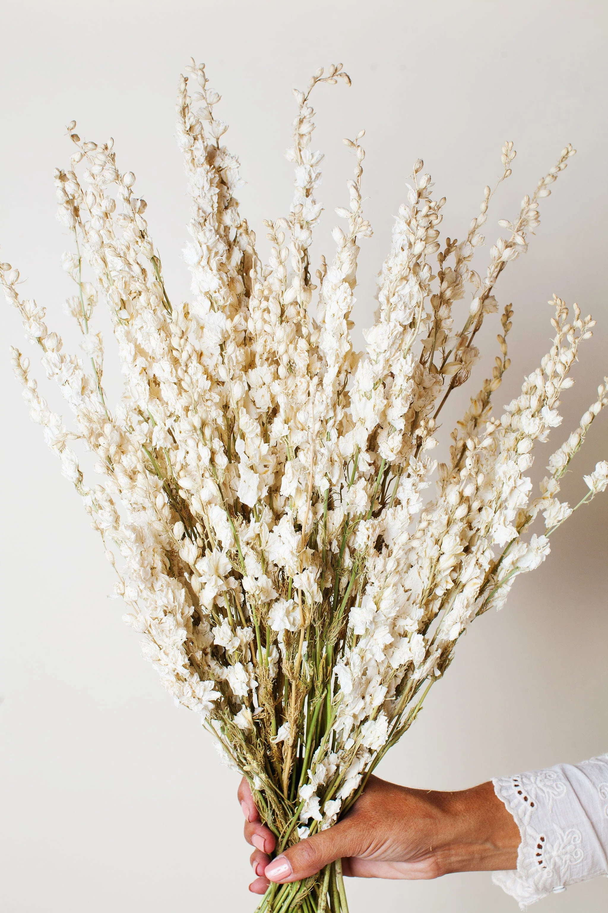 Dried Cream Larkspur - Image 4