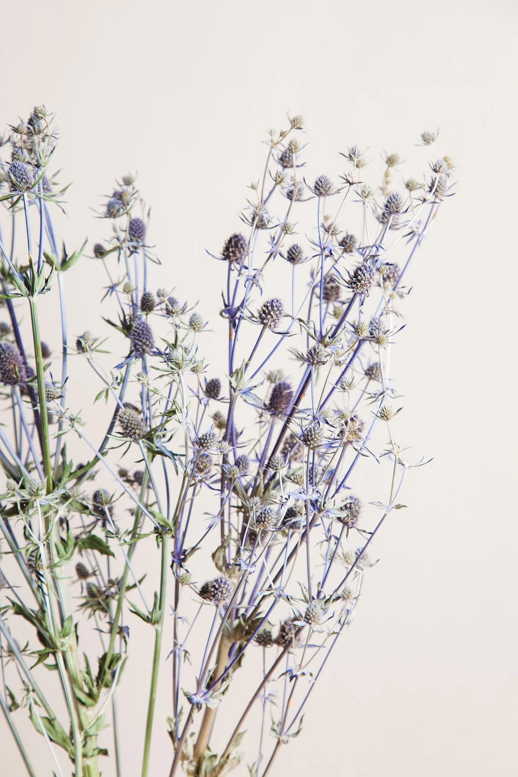 Dried Blue Eryngium Thistle - Image 4