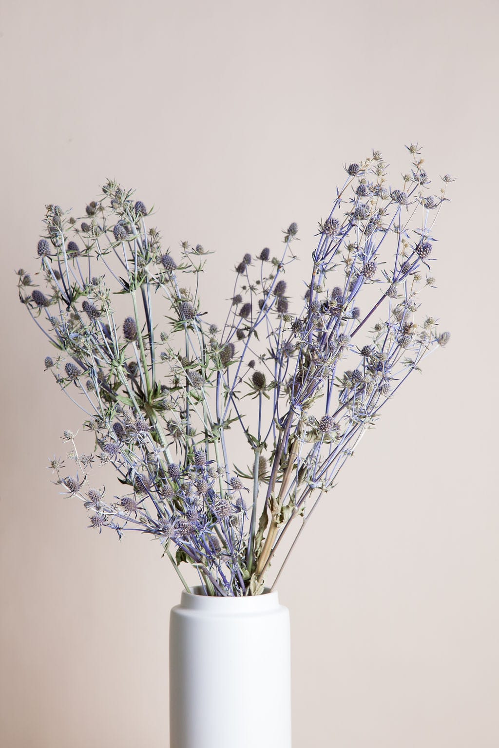Dried Blue Eryngium Thistle - Image 5