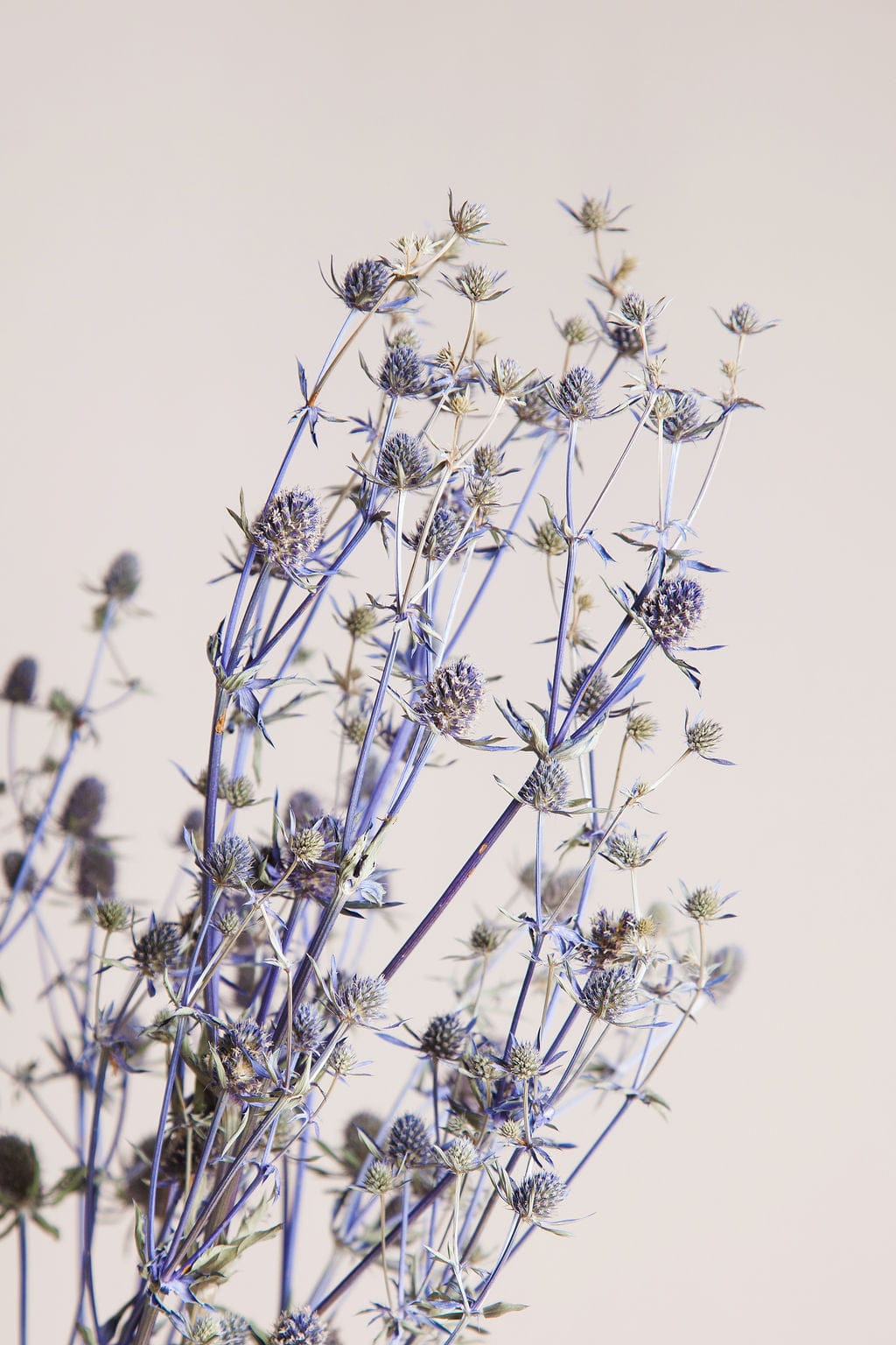 Dried Blue Eryngium Thistle - Image 6