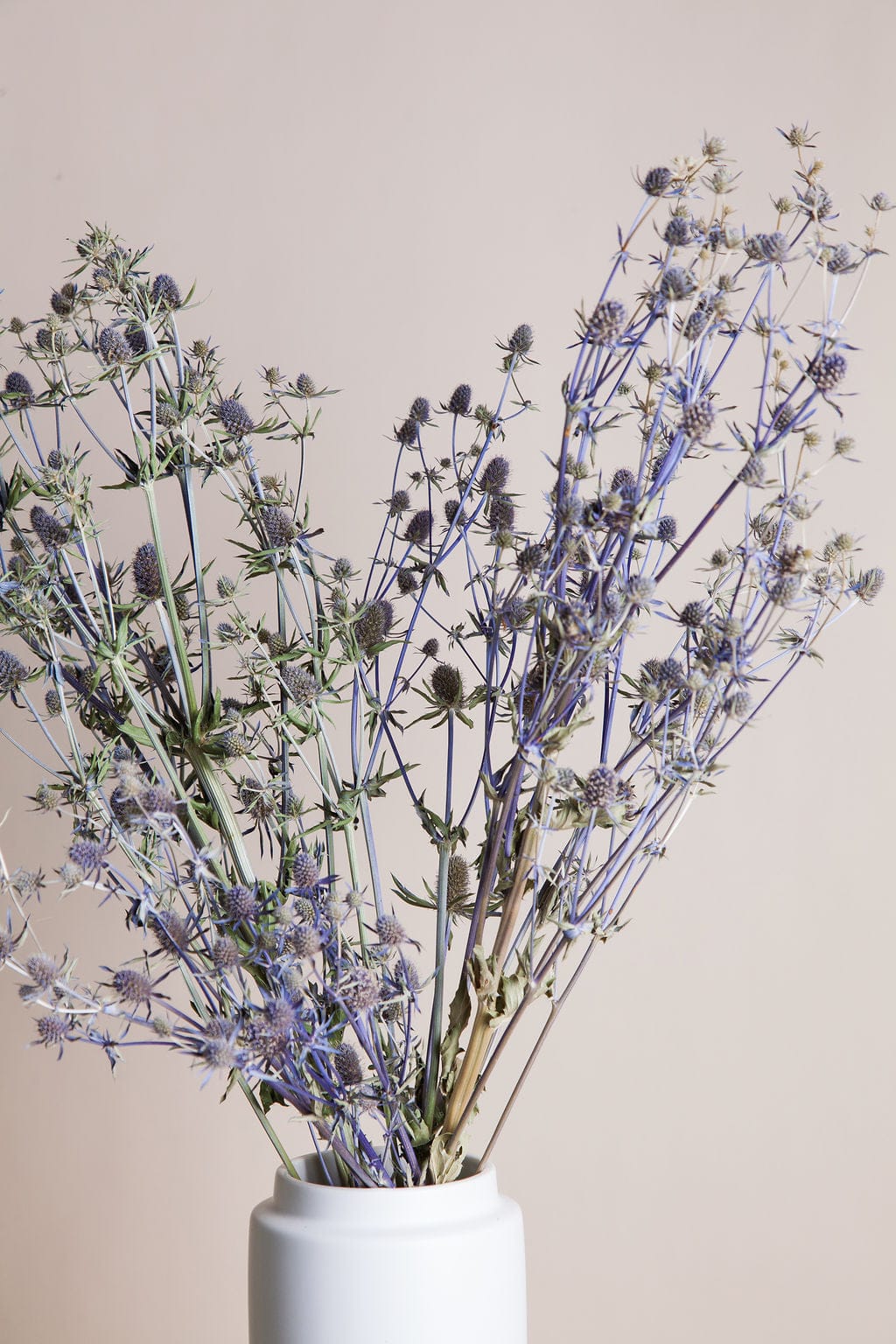 Dried Blue Eryngium Thistle - Image 7