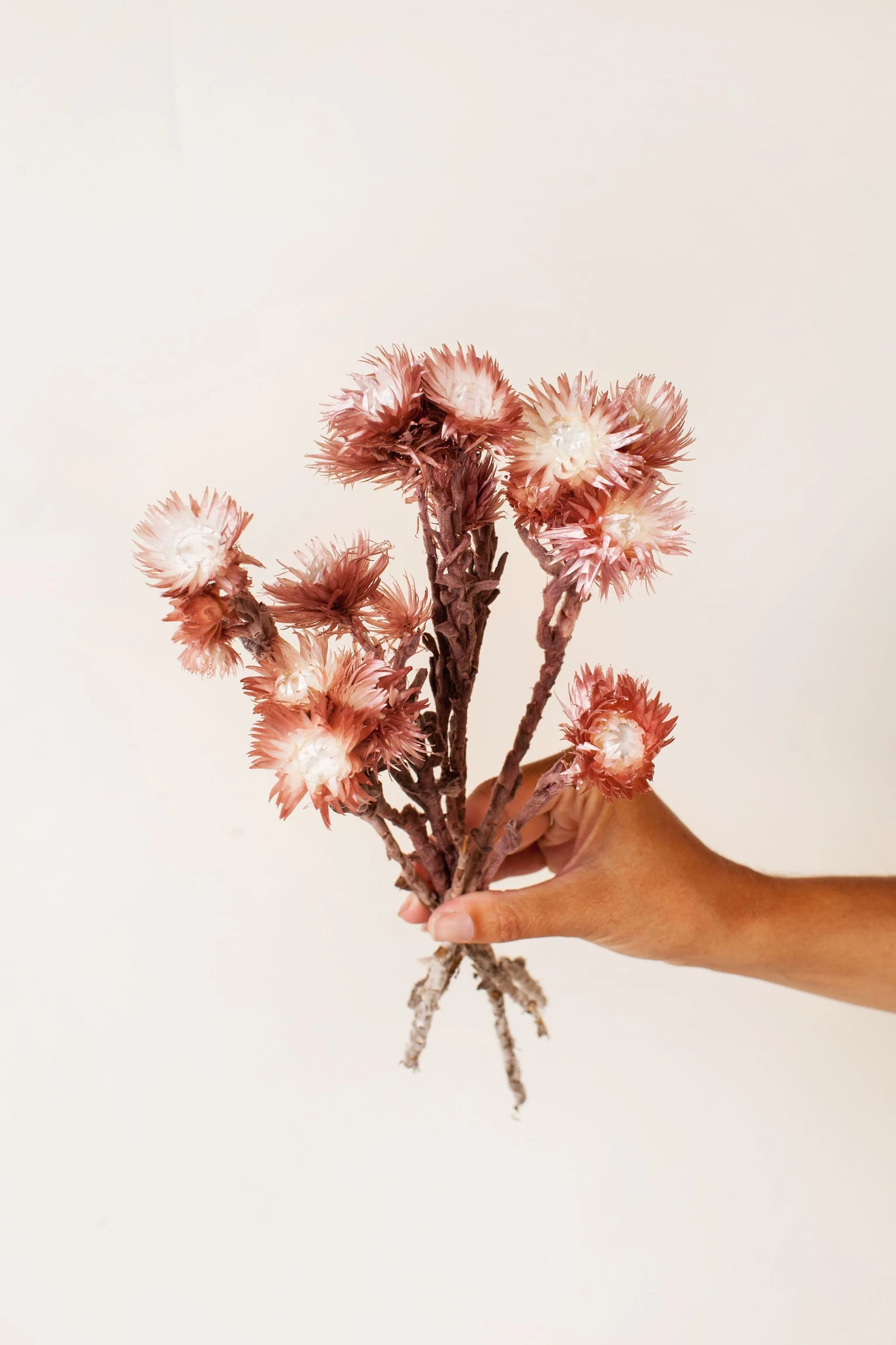 Mauve Silver Daisy - Image 4