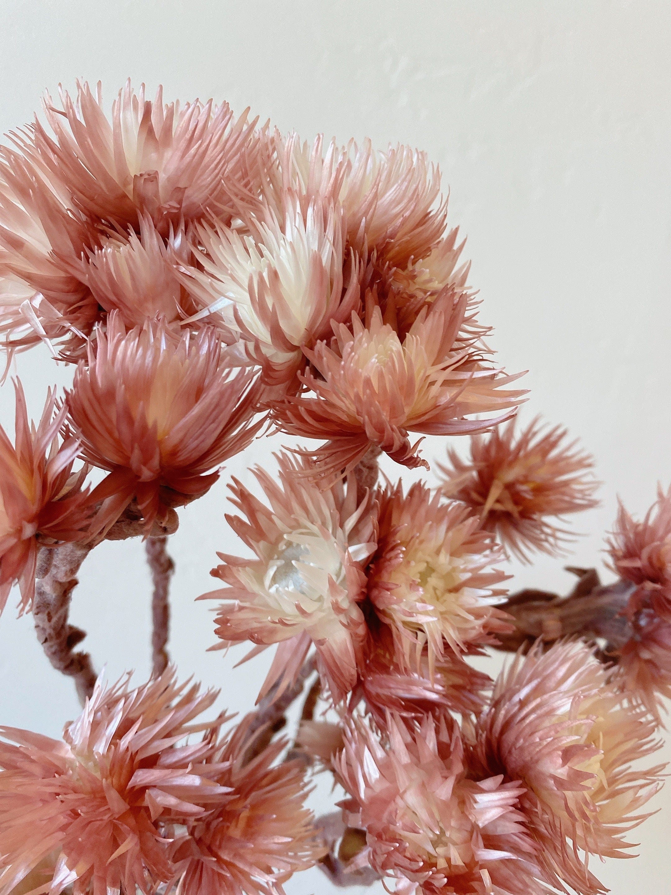 Mauve Silver Daisy - Image 5