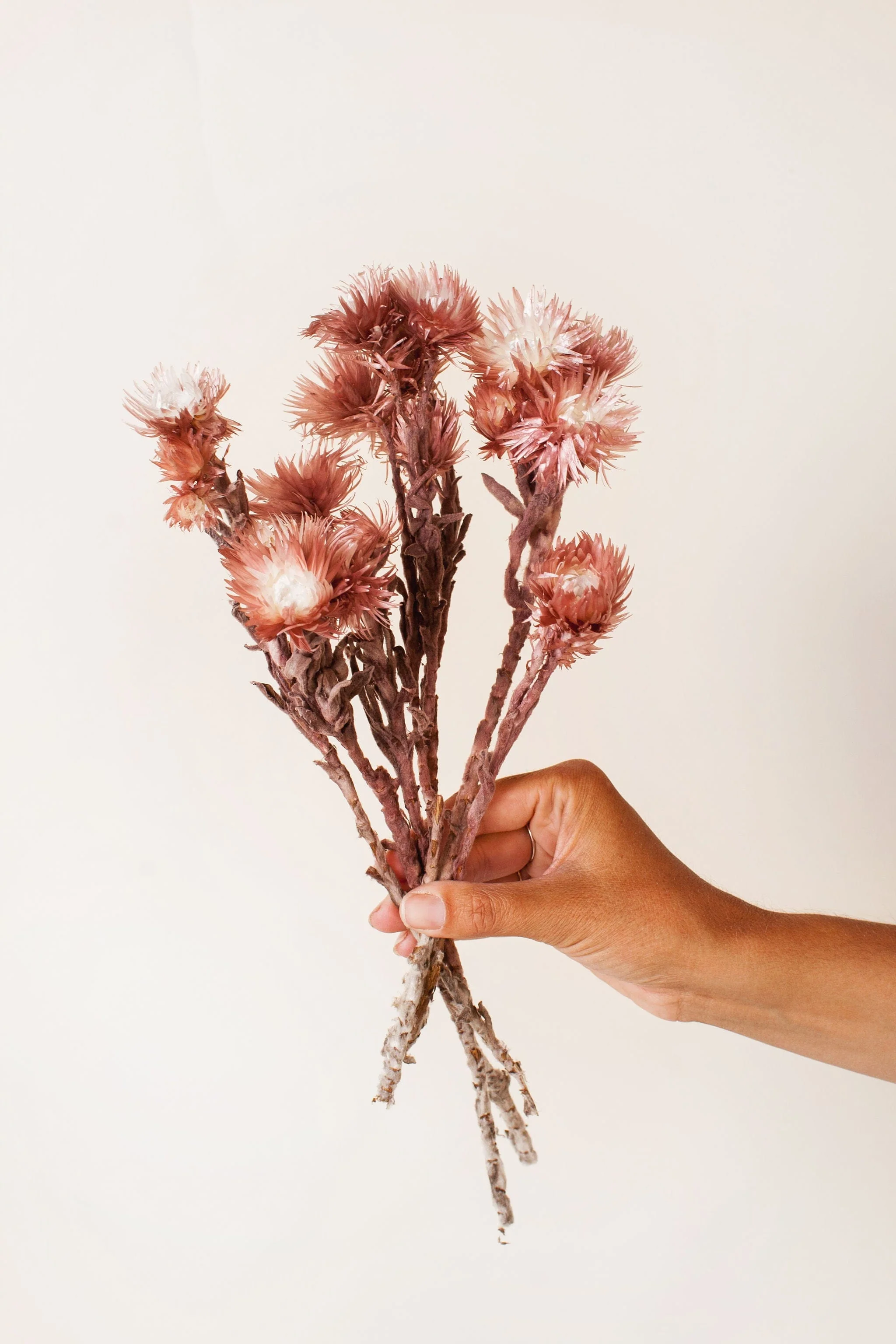 Mauve Silver Daisy - Image 6