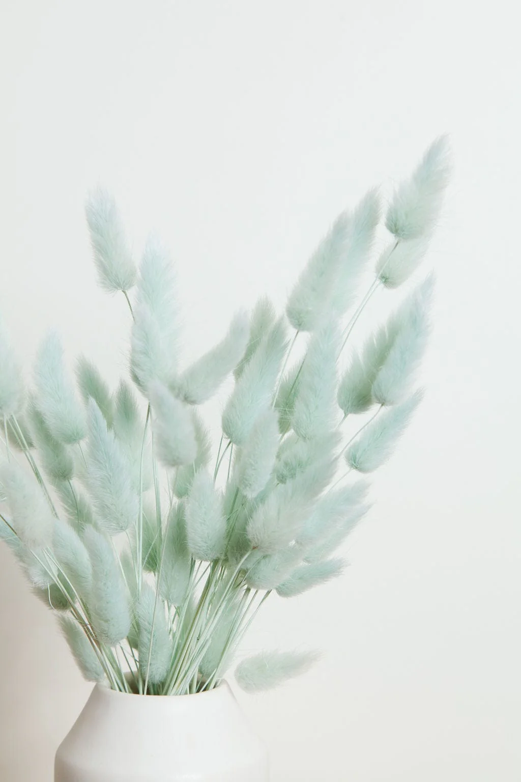 Preserved Blue Bunny Tail - Image 4