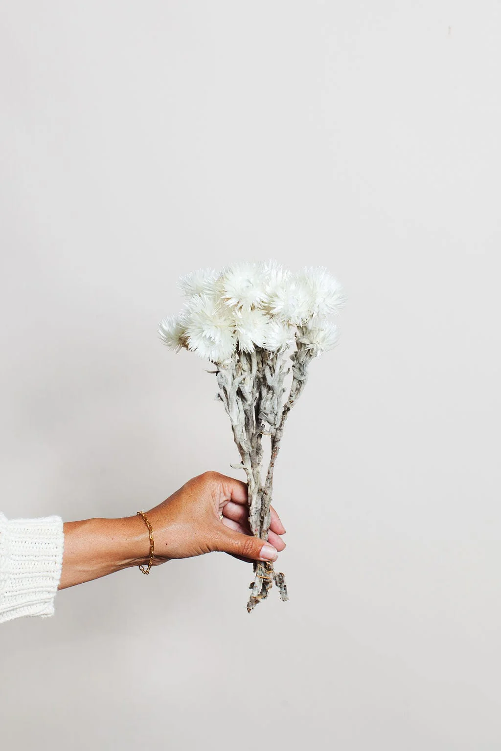 White Preserved Silver Daisy - Image 4