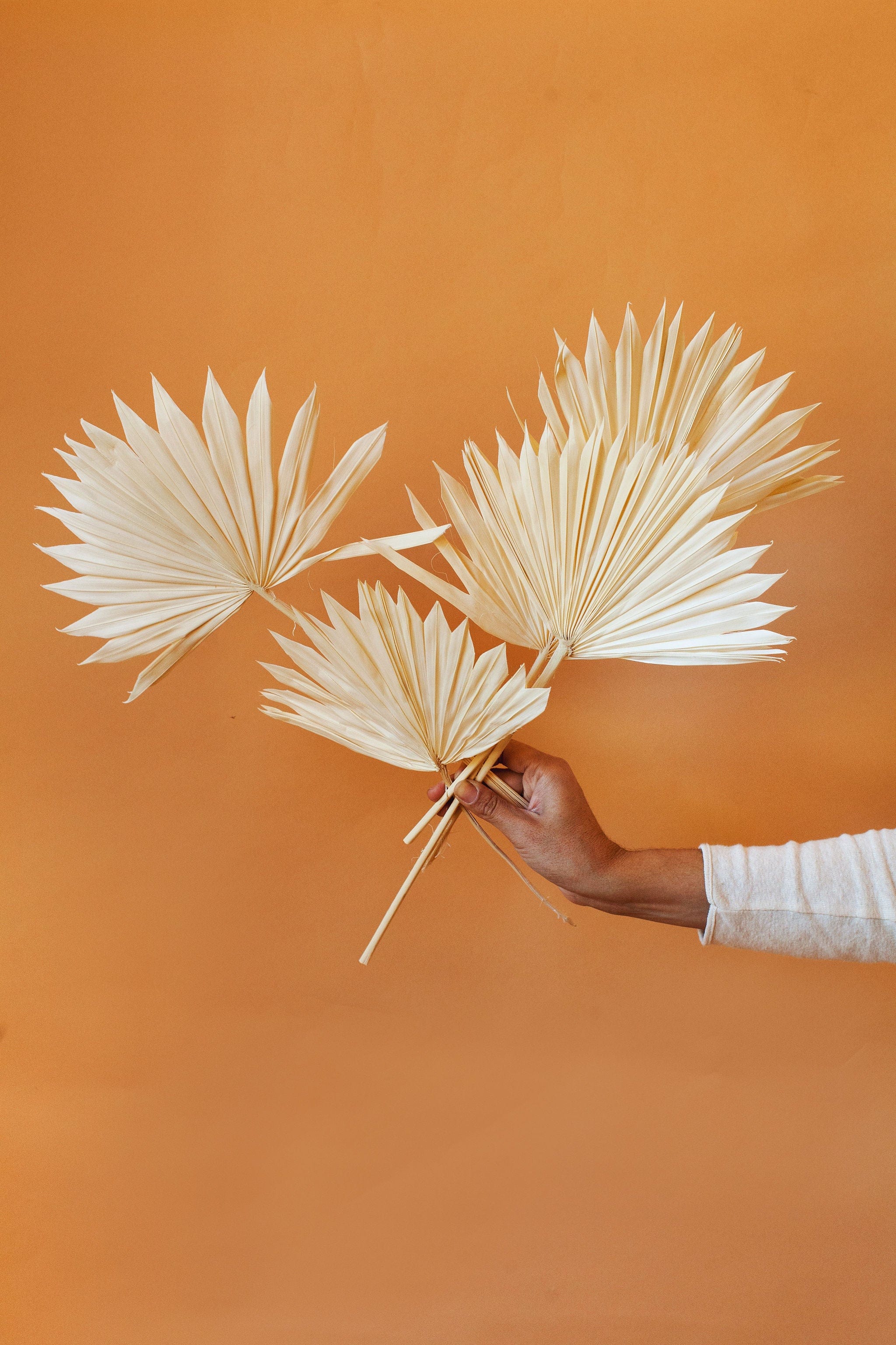 White Sun Palms - Image 3