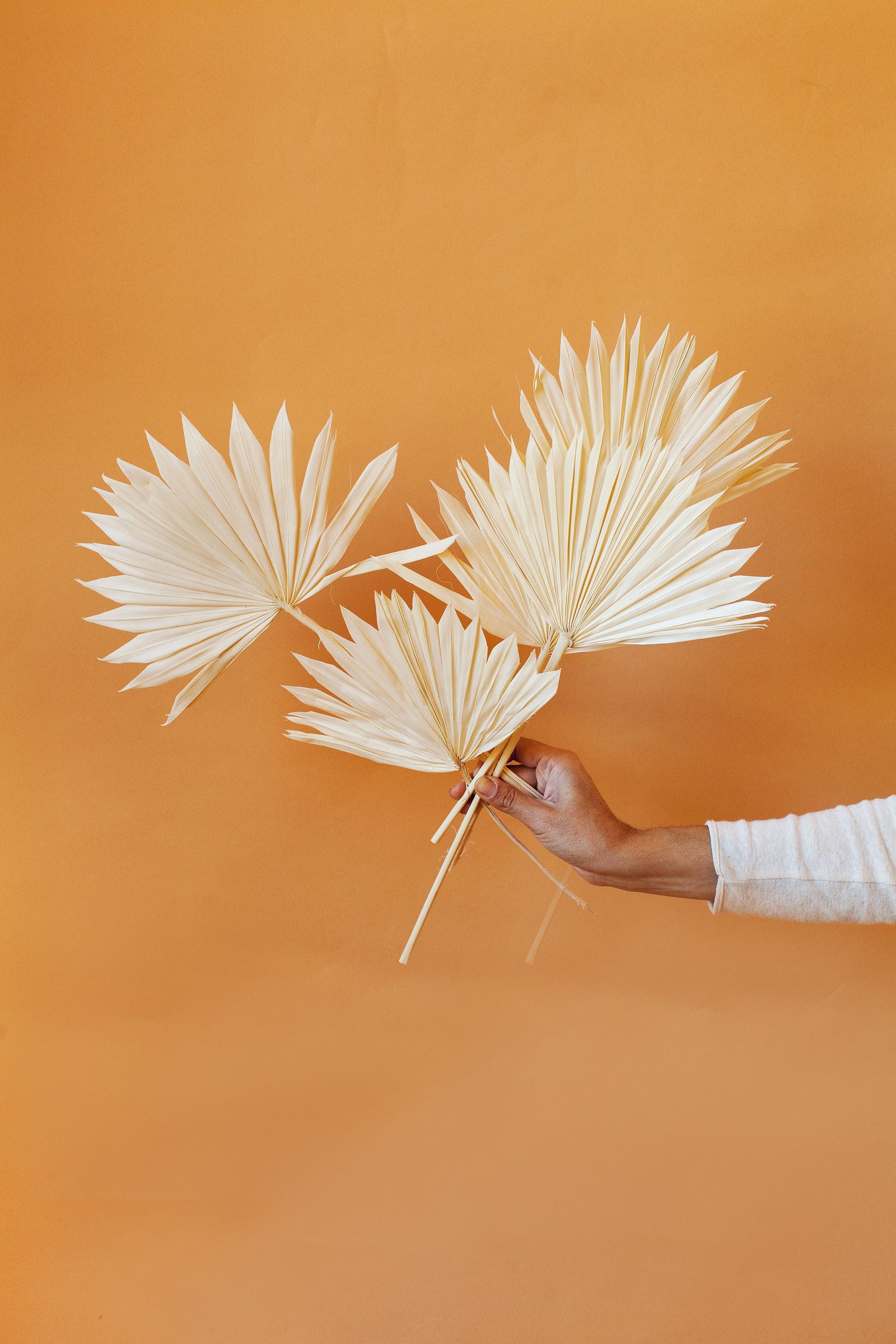 White Sun Palms - Image 6